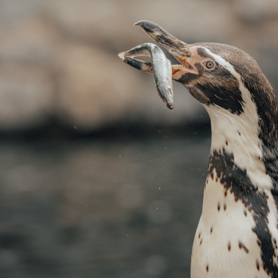 Foto van een pinguïn
