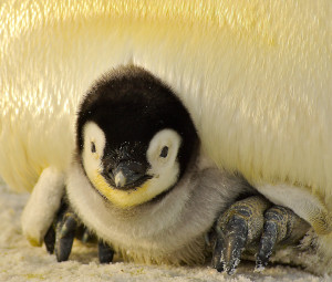 Foto van een pinguïn