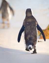 Foto van een pinguïn