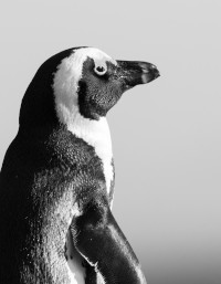 Foto van een pinguïn