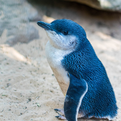 Foto van een pinguïn