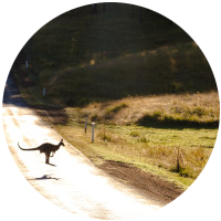 Foto van een kangoeroe