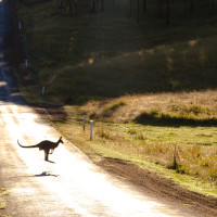 Foto van een kangoeroe
