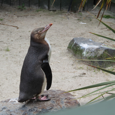 Foto van een pinguïn